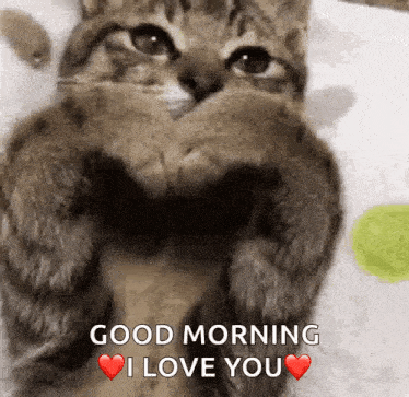 Cat Shows Heart Sign Good Morning GIF