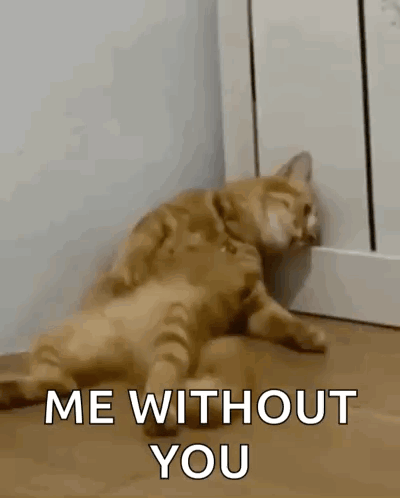 Missing You Cat GIF