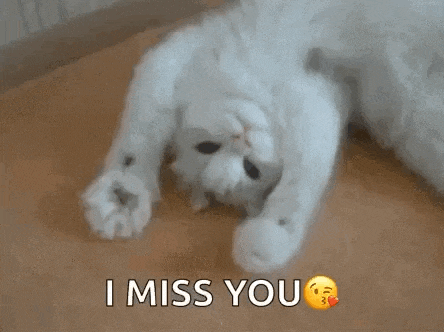 Playful Cat I Miss You GIF