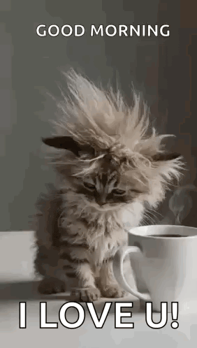 Kitten Good Morning I Love U GIF